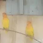 زوج روز اورنج