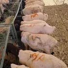 قعدان صومالي تربيه سواكن تربيه تيوس وبرابر صومالي تربيه