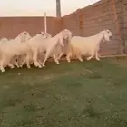 معزاء مصريات بيض