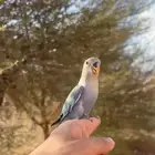 روز هدد