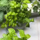 جهاز حديقه مائية  حديقتك داخل بيت