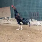 شامو