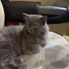 قطو تبني شيرازي رمادي
