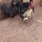 دجاج اطقم عربي مميز هزاز