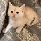 كتن شيرازي برتقالي واسود هجين برتش