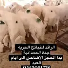 ذبايح حريه واضاحي