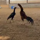 ديك شامو