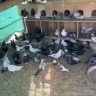حمام للبيع