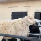 طلي حري صنف تم البيع