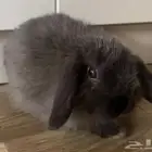 ارنب هولندي