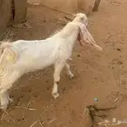 للبيع