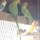للبيع دره هندي الحبه ب ثلاث ميه وخمسين
