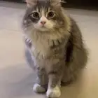 قط ضايع نخب