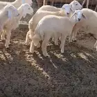 بهم رخال من حلالي