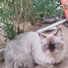 قط للتبني