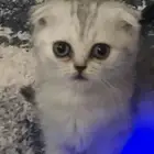 قطوه سكوتش فولد للبيع