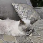 قطة انثى التبني