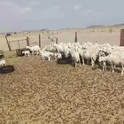 غنم
