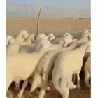 بهم ذبايح حري