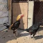 ديك للبيع