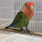 ذكر روز رد فيس قرين منتج ع الشرط فاخر (محلل DAN)