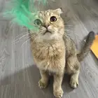 قطه سكوتش فولد وجدت مفقوده