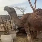 ابل بفحلها