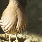حجل