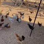 دجاج تركي ولوهمان وبلدي