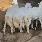 طليان ذبائح الموقع اضم