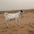 للبيع