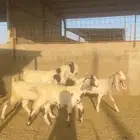 جفرات مصريات