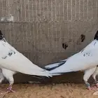 للبيع اجواز حمام بكستاني تيدي فواخر