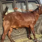 تية دارس غرب محايل