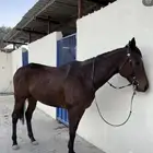 فرس انقليزية حاضنة بكر