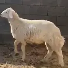 خروف للبيع