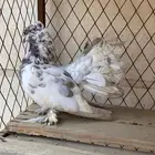 حمام ذكر رقاصي وذكر حمام شيرازي