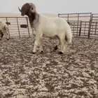ثني فاخر