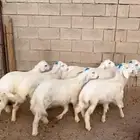طليان