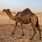 ناقه ساحليه صفرا لقحه
