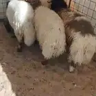 جذعان فل طيبه