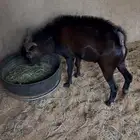 تبس جنوبي للبيع