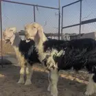 خرفان مشاريع فحول