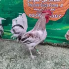 دجاج عربي ترثه .. ماكنتوش