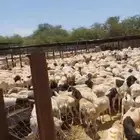 يوجد اضاحي بربري السعر 480 العدد 150الف