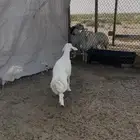 خروف حري صنف تم اضافه صوره الاب