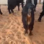 تيوس و اجفار عوارض