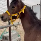 مهره بنت بطل