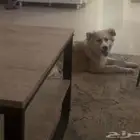 كلب للتبني