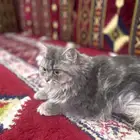 قطه للتبني مع اغراضها عمرها سبع شهور